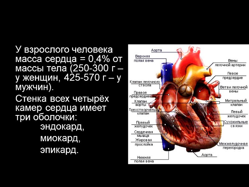 У взрослого человека масса сердца = 0,4% от массы тела (250-300 г – у